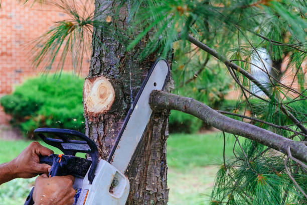 Reliable Folsom, PA Tree Removal and Landscaping Services Solutions